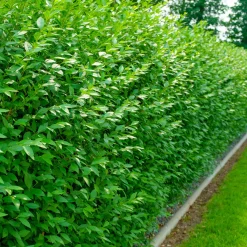 Troène commun Atrovirens - Une haie dense en un rien de temps