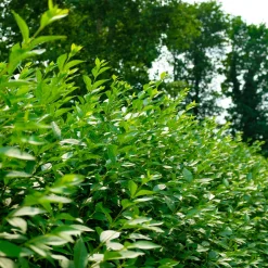 Troène commun Atrovirens - Une haie dense en un rien de temps