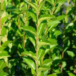 Troène de Californie Ligustrum ovalifolium - Une haie dense en un rien de temps
