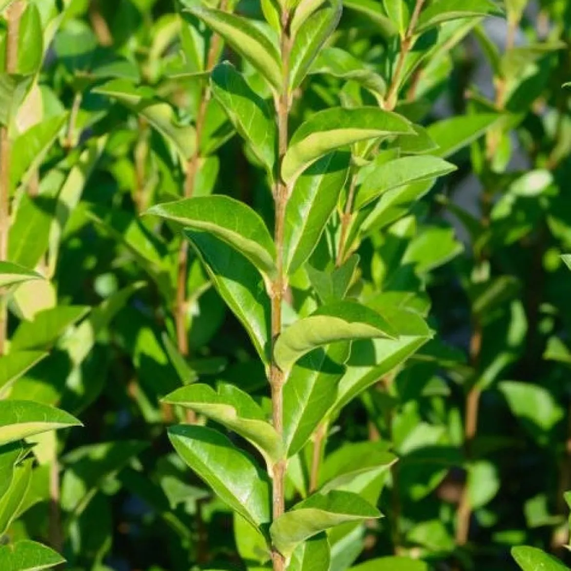 Troène de Californie Ligustrum ovalifolium - Une haie dense en un rien de temps