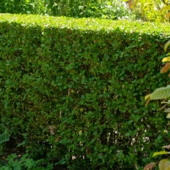Troène de Californie - Une haie dense en un rien