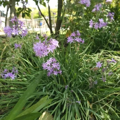 3 Tulbaghia violacea - Fleurs et saveur d'ail réunies