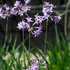 3 Tulbaghia violacea - Fleurs et saveur d'ail réunies