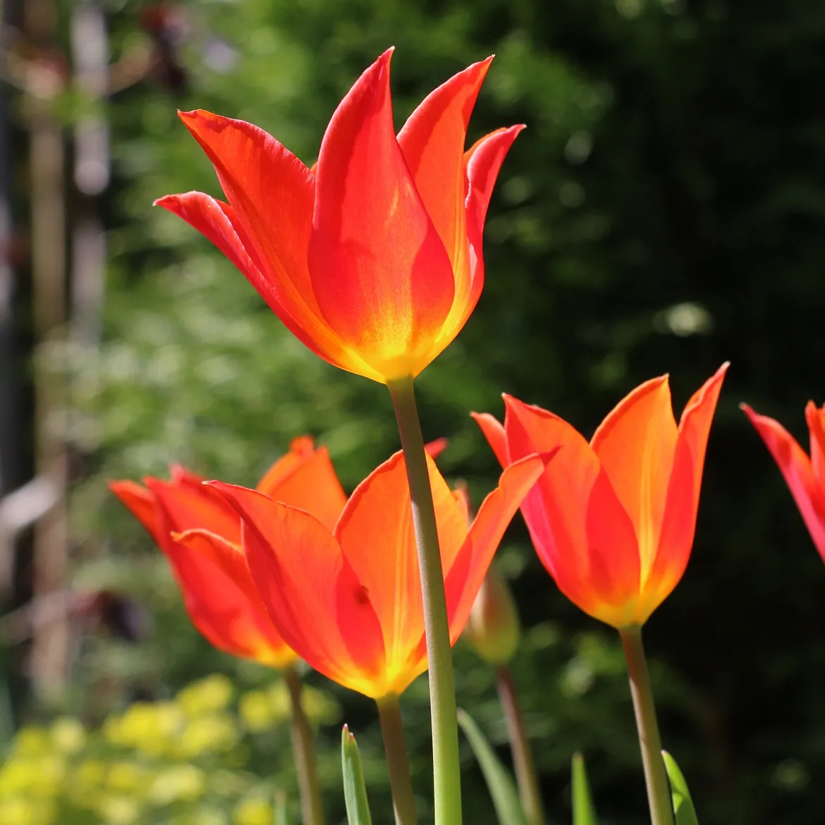 Tulipe Ballerina - Le parfum rare des tulipes