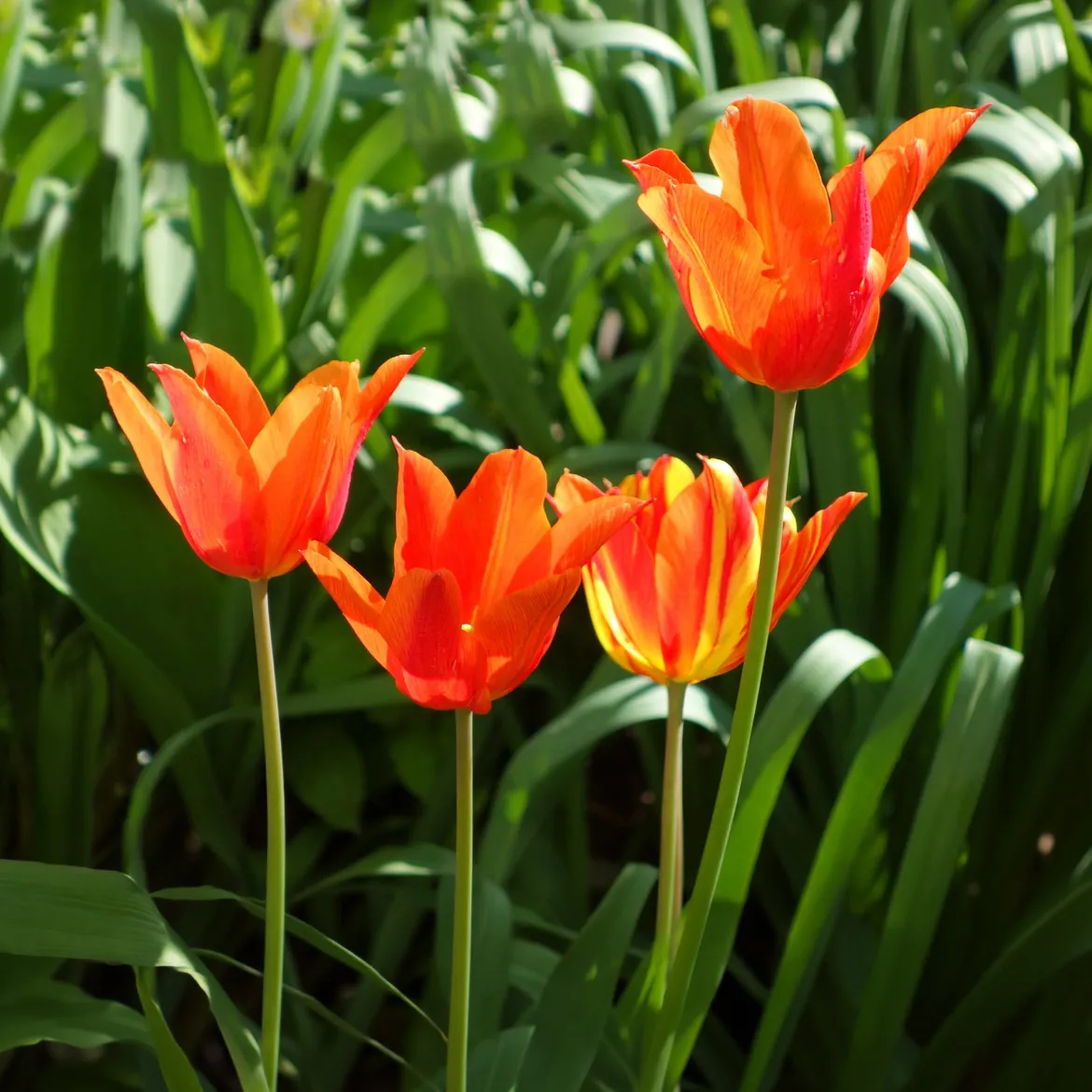 Tulipe Ballerina - Le parfum rare des tulipes