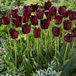 Tulipe Black Parrot - Le noir qui fait sensation