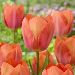 Tulipe Darwin Apricot van Eijk - Un printemps abricot lumineux