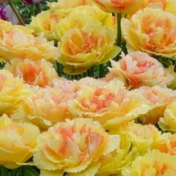 Tulipe double frangée Vaya con Dios - Des fleurs qui font sensation