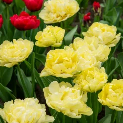 Tulipe double hâtive Avant-garde - Fleurs doubles dès le printemps
