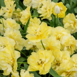 Tulipe double hâtive Avant-garde - Fleurs doubles dès le printemps