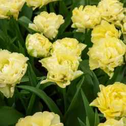 Tulipe double hâtive Avant-garde - Fleurs doubles dès le printemps