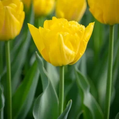 Tulipe double hâtive Marie Jo - Floraison double dès le printemps