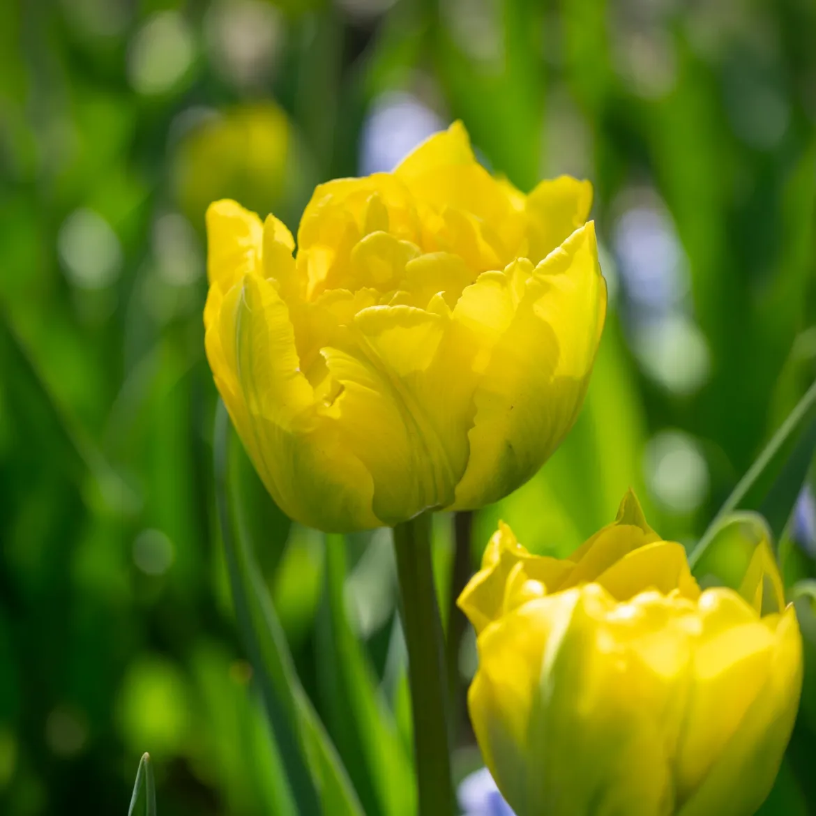 Tulipe double hâtive Marie Jo - Floraison double dès le printemps