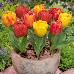 Tulipe hâtive Flaming Baby - Le duo rouge-jaune du jardin