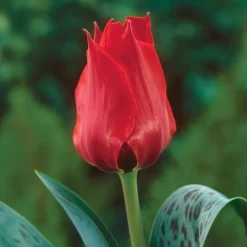 Tulipe Jules César - Un rouge éclatant au jardin