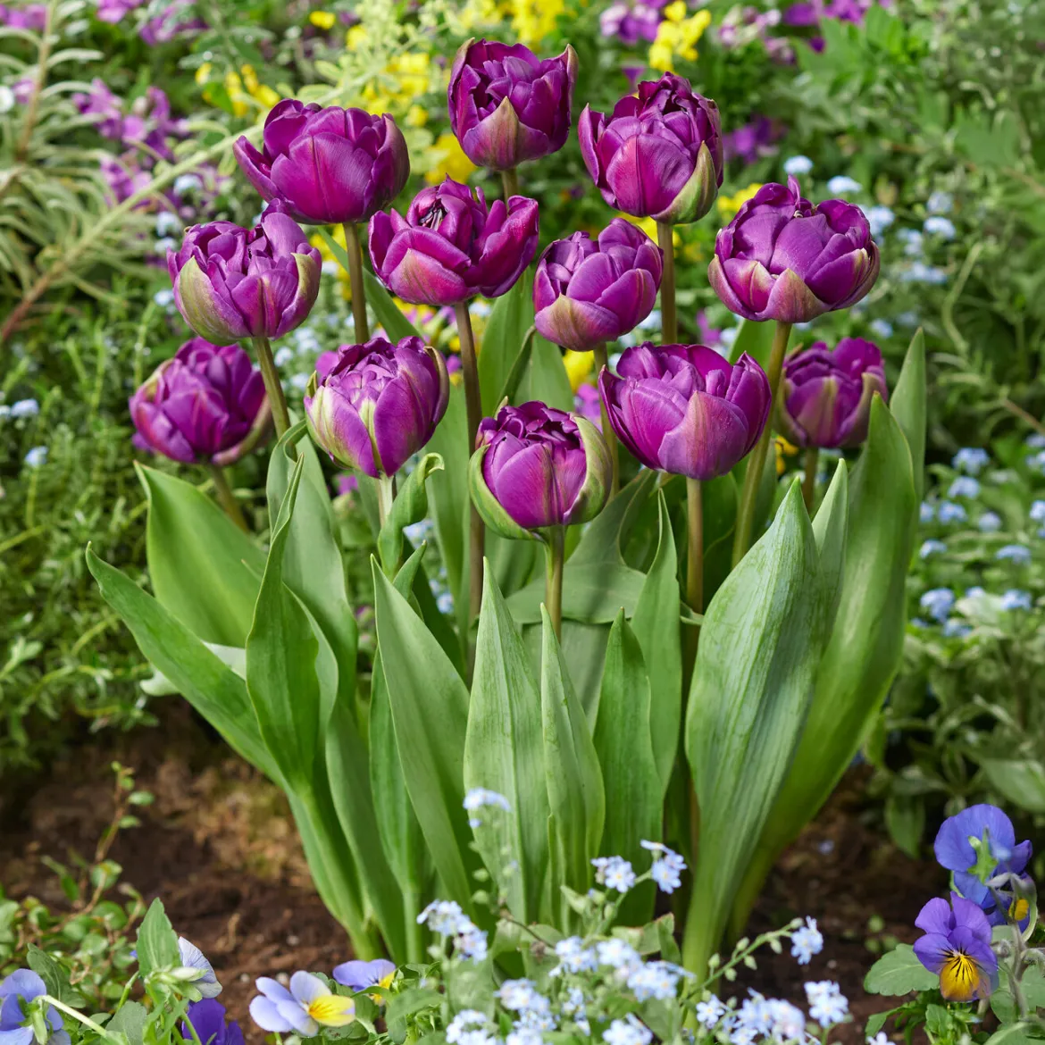 Tulipe Negrita - Le violet qui claque au jardin