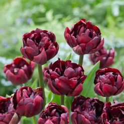 Tulipe Palmyra - Un bouquet double au jardin