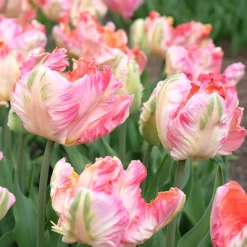 Tulipe Parrot Pink Vision - Des pétales qui font sensation
