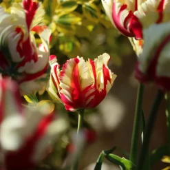 Tulipe perroquet Flaming Parrot - Des pétales flammés uniques