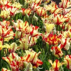 Tulipe perroquet Flaming Parrot - Des pétales flammés uniques