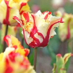 Tulipe perroquet Flaming Parrot - Des pétales flammés uniques