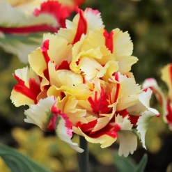 Tulipe perroquet Flaming Parrot - Des pétales flammés uniques