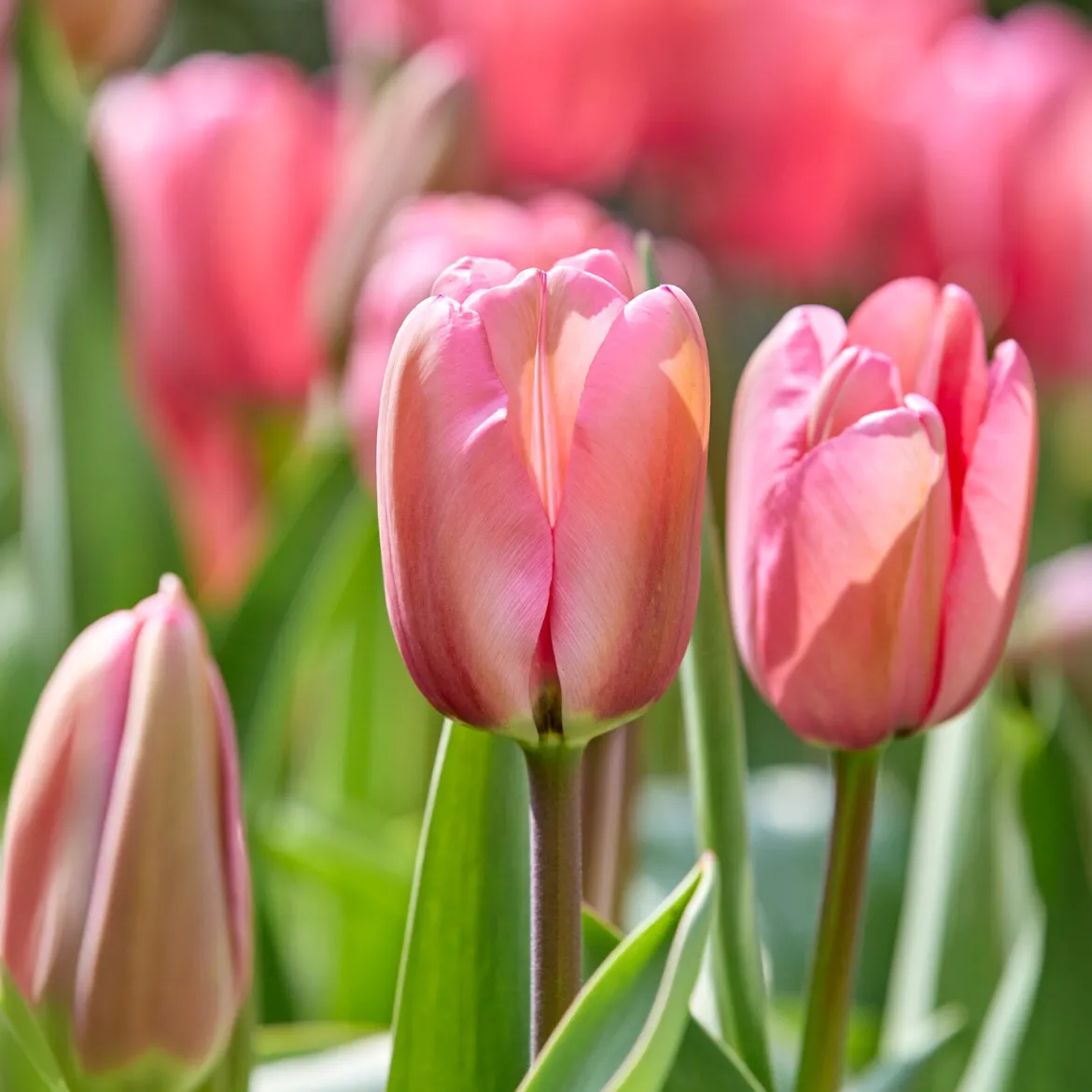 Tulipe Pink Impression - Rose éclatant dès le printemps