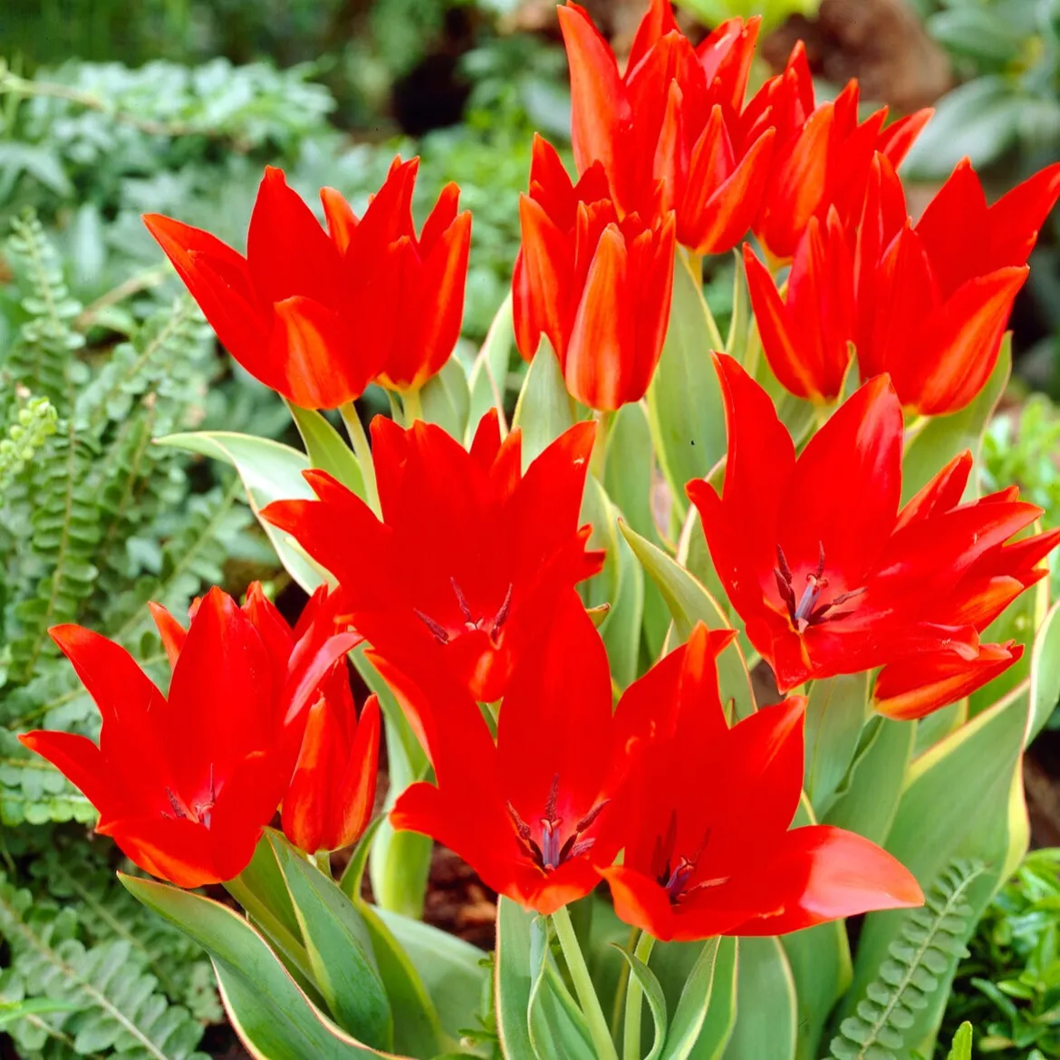 10 Tulipe Praestans Bloemenlust - Plusieurs fleurs par bulbe