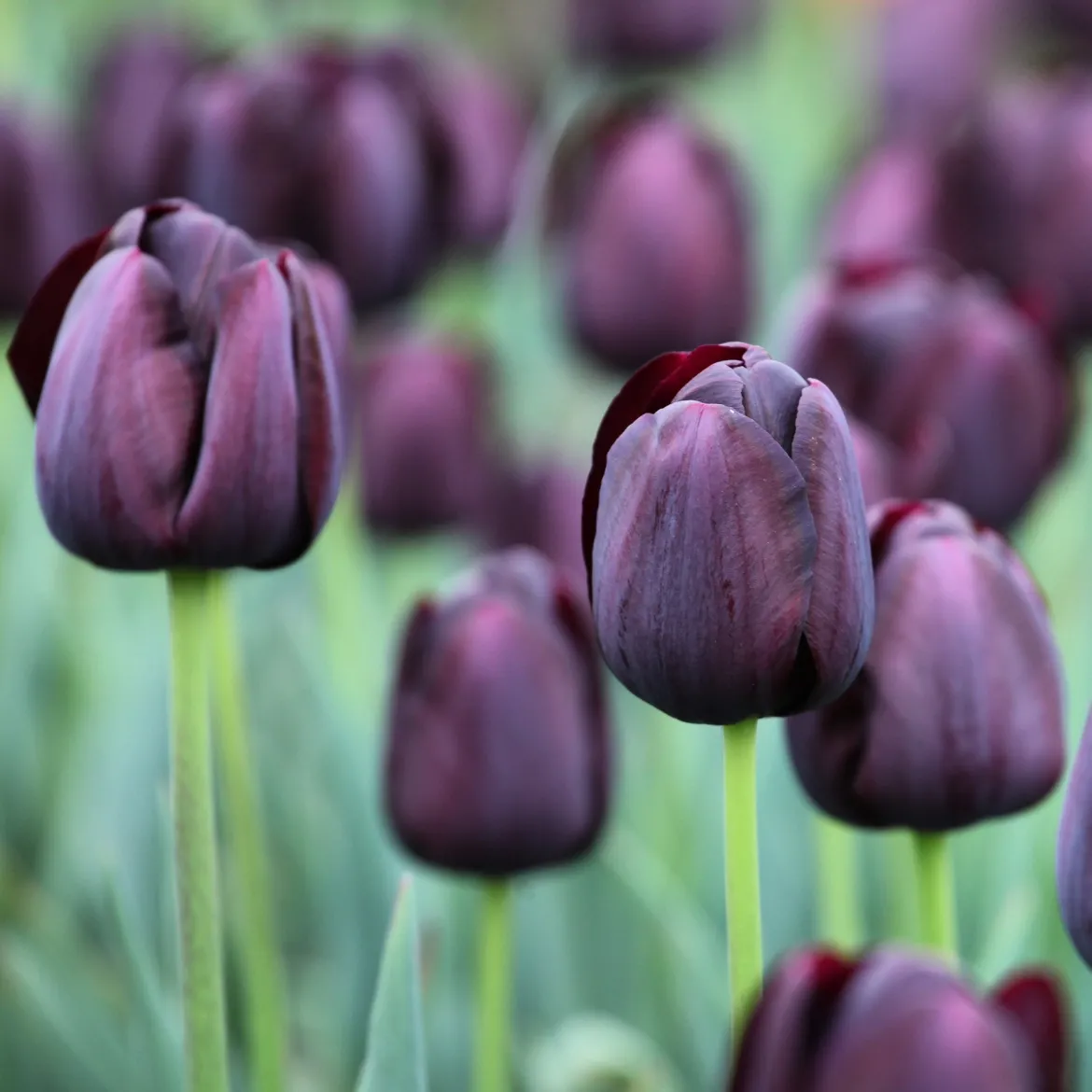 Tulipe Queen of Night - Le noir chic au jardin