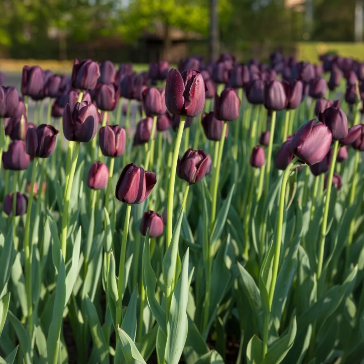 Tulipe Queen of Night - Le noir chic au jardin