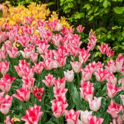 10 Tulipes Beauty trend - Le rouge qui réveille avril