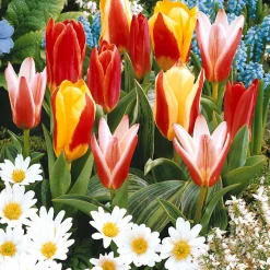 20 Tulipes botaniques en mélange - Le printemps sans effort