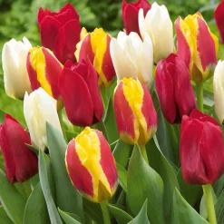 20 Tulipes botaniques en mélange - Le printemps sans effort
