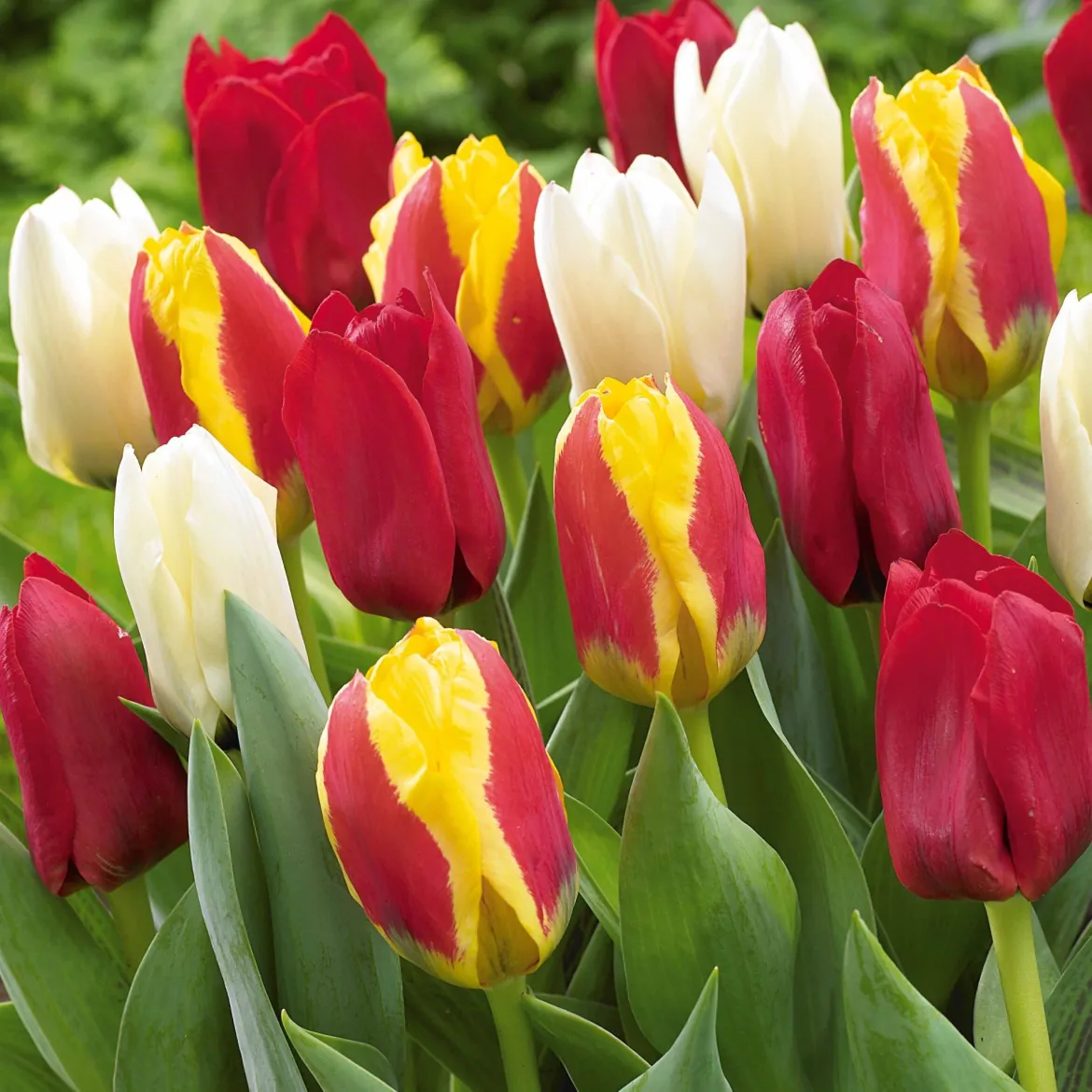 20 Tulipes botaniques en mélange - Le printemps sans effort