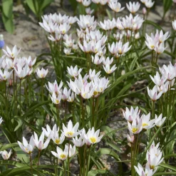 10 Tulipes botaniques Hilde - Le printemps en avance