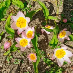 10 Tulipes botaniques Lilac Wonder - Un tapis rose dès mars