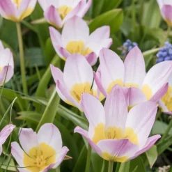 10 Tulipes botaniques Lilac Wonder - Un tapis rose dès mars