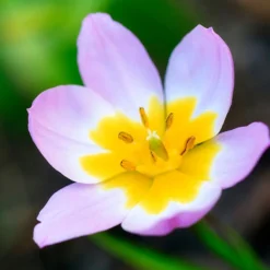 10 Tulipes botaniques Lilac Wonder - Un tapis rose dès mars