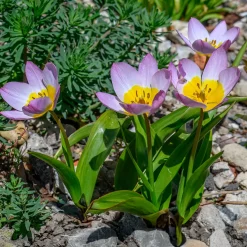 10 Tulipes botaniques Lilac Wonder - Un tapis rose dès mars