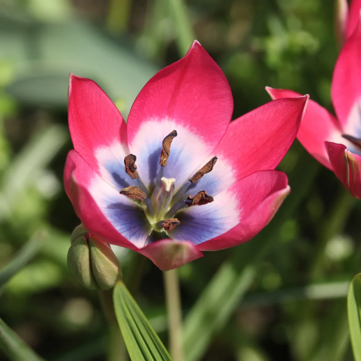 10 Tulipes botaniques Little Beauty - Un tapis de couleurs dès mars