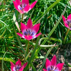 10 Tulipes botaniques Little Beauty - Un tapis de couleurs dès mars