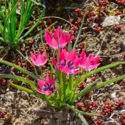 10 Tulipes botaniques Little Beauty - Un tapis de couleurs dès mars