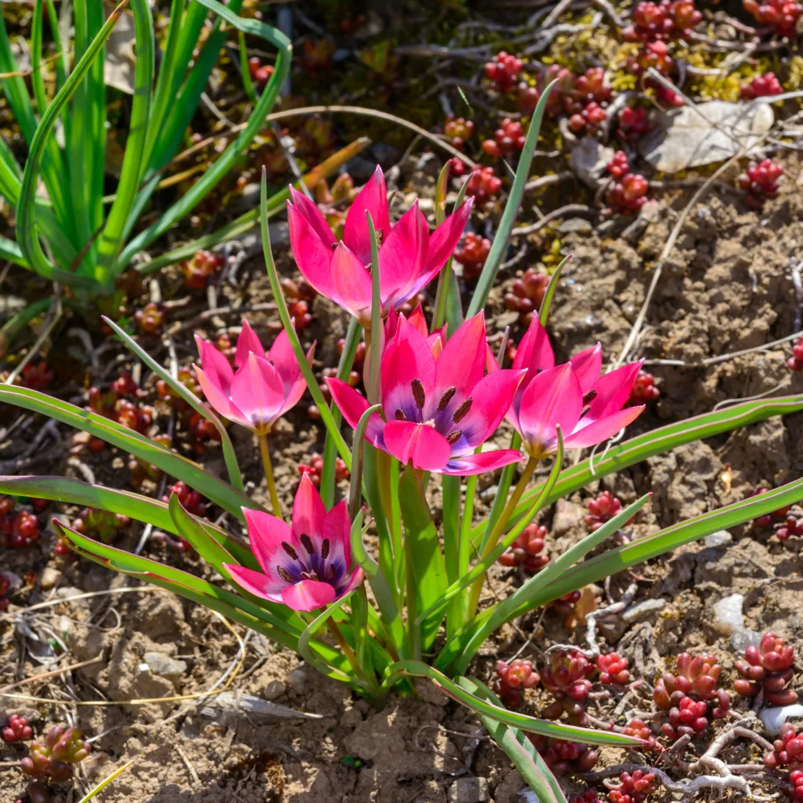10 Tulipes botaniques Little Beauty - Un tapis de couleurs dès mars