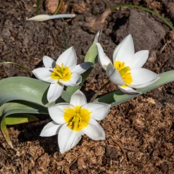 10 Tulipes botaniques Polychroma - Le printemps dès mars