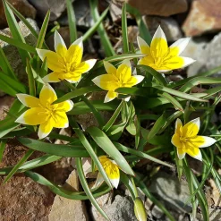 10 Tulipes botaniques Tarda - Le soleil au ras du sol