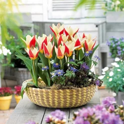 10 Tulipes botaniques The First - Les premières fleurs du jardin