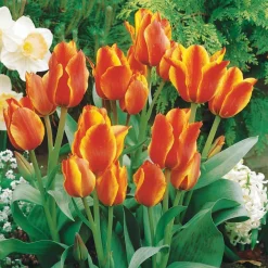 10 Tulipes botaniques Winnipeg - Petites tulipes, grand effet