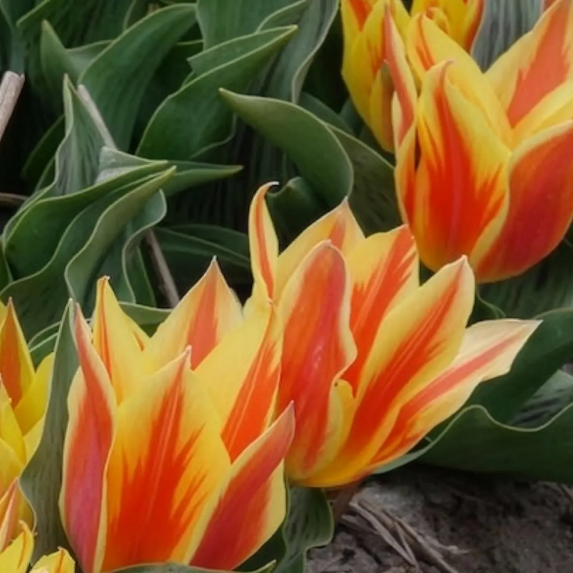 10 Tulipes botaniques Winnipeg - Petites tulipes, grand effet