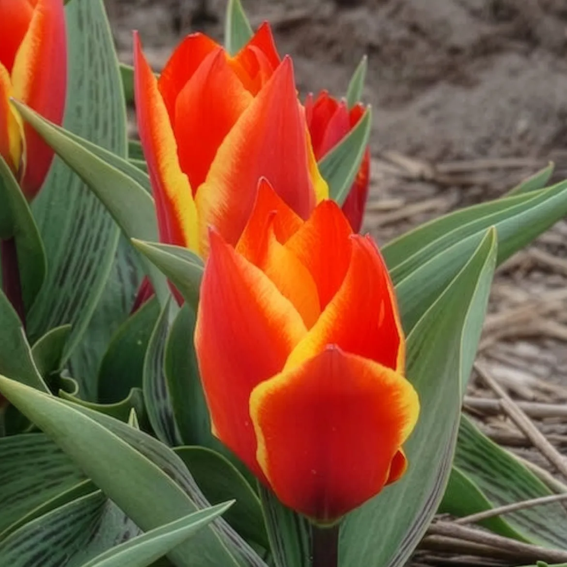 10 Tulipes botaniques Winnipeg - Petites tulipes, grand effet