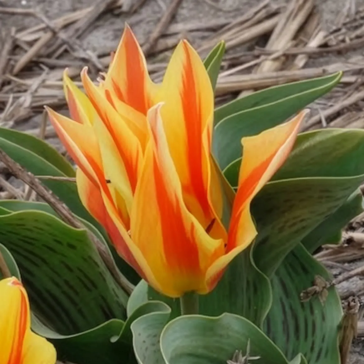 10 Tulipes botaniques Winnipeg - Petites tulipes, grand effet